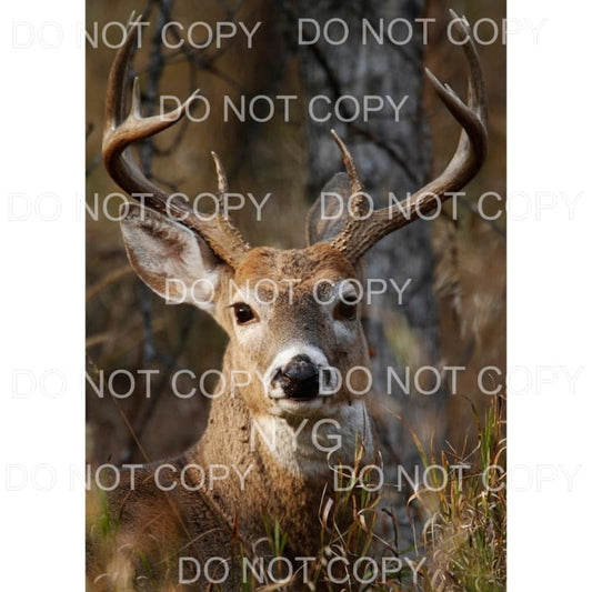 Buck Deer Head Sublimation transfers - Heat Transfer