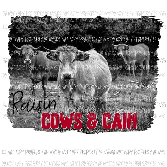 Raisin cows Sublimation transfers Heat Transfer